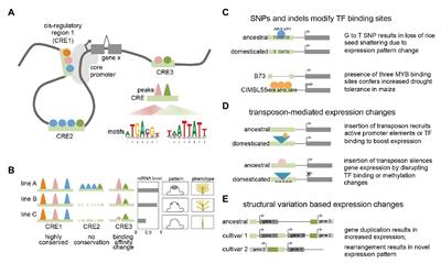 Mapping Regulatory Determinants in Plants